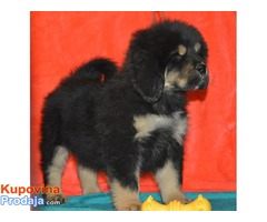 TIBETSKI MASTIFF vrhunskog porekla - Fotografija 4/10