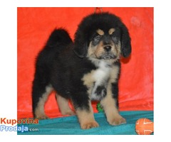 TIBETSKI MASTIFF vrhunskog porekla - Fotografija 5/10