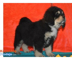 TIBETSKI MASTIFF vrhunskog porekla - Fotografija 6/10