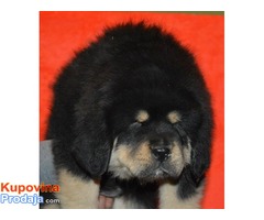 TIBETSKI MASTIFF vrhunskog porekla - Fotografija 8/10