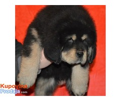 TIBETSKI MASTIFF vrhunskog porekla - Fotografija 9/10