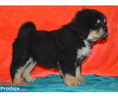 TIBETSKI MASTIFF vrhunskog porekla - Fotografija 10/10
