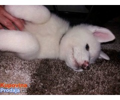 Akita inu stenci - Fotografija 2/7