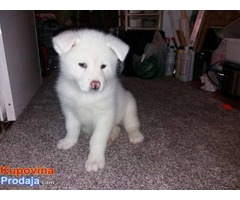 Akita inu stenci - Fotografija 3/7