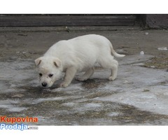 prodajem stenad labrador retrivera - Fotografija 5/8