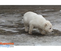 prodajem stenad labrador retrivera - Fotografija 6/8