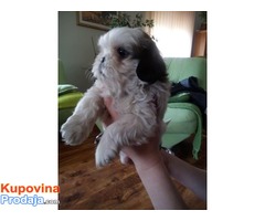 Ši-Cu (Shih-Tzu) - Fotografija 3/8