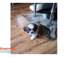 Ši-Cu (Shih-Tzu) - Fotografija 7/8