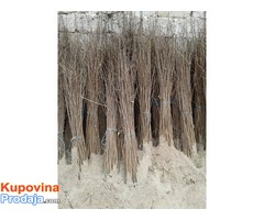 Sadnice bagrema Sadnice bagrema