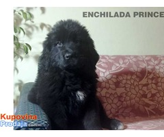 Štenci njufaundlendera – newfoundland puppies - Fotografija 2/6