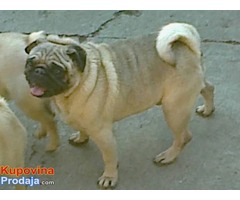 Mops mužjak na prodaju Mops mužjak na prodaju