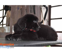 Štenci njufaundlendera – newfoundland puppies - Fotografija 2/7