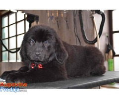 Štenci njufaundlendera – newfoundland puppies - Fotografija 3/7