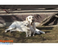 labrador retriver stenad na prodaju - Fotografija 1/7