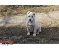 labrador retriver stenad na prodaju - Fotografija 2/7