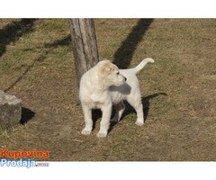 labrador retriver stenad na prodaju - Fotografija 3/7