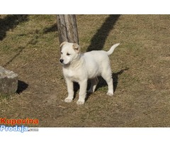 labrador retriver stenad na prodaju - Fotografija 4/7