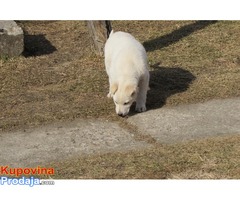 labrador retriver stenad na prodaju - Fotografija 5/7