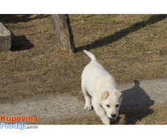 labrador retriver stenad na prodaju - Fotografija 6/7