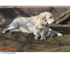 labrador retriver stenad na prodaju - Fotografija 7/7