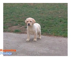 LABRADOR RETRIVER, zuto musko stene - Fotografija 1/3