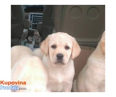 LABRADOR RETRIVER, zuto musko stene - Fotografija 2/3