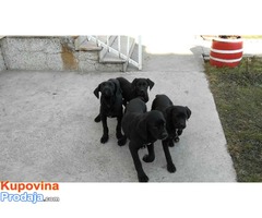 Cane corso stenci na prodaju - Fotografija 2/4