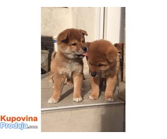 Prodajem Shiba Inu stence - Fotografija 2/5