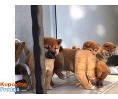 Prodajem Shiba Inu stence - Fotografija 4/5