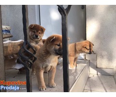 Prodajem Shiba Inu stence - Fotografija 5/5