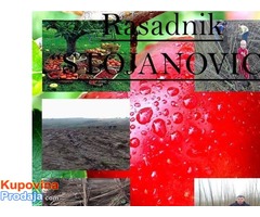 Rasadnik STOJANOVIC/VOCNE SADNICE - Fotografija 1/10