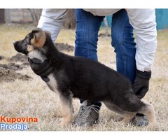 Nemački ovčari, 3 meseca Nemački ovčari, 3 meseca