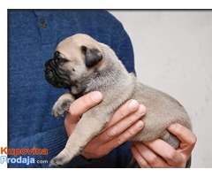 Bullmastiff stenci na prodaju - Fotografija 2/5