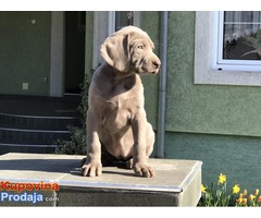 Stenci weimaranera - vajmarskog pticara na prodaju - Fotografija 2/7