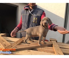 Stenci weimaranera - vajmarskog pticara na prodaju - Fotografija 3/7