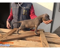 Stenci weimaranera - vajmarskog pticara na prodaju - Fotografija 4/7