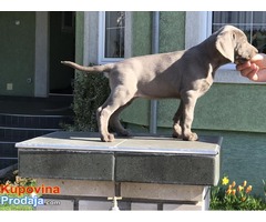 Stenci weimaranera - vajmarskog pticara na prodaju - Fotografija 6/7