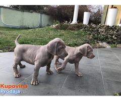 Stenci weimaranera - vajmarskog pticara na prodaju - Fotografija 7/7