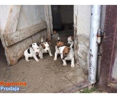 JACK RUSELL terier - stenci odlicnog porekla