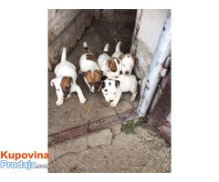 JACK RUSELL terier - stenci odlicnog porekla