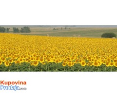 Prodajem suncokret NS GRICKO Prodajem suncokret NS GRICKO