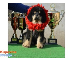 TIBETSKI MASTIFF - vrhunskog porekla
