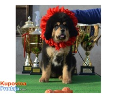 TIBETSKI MASTIFF - vrhunskog porekla
