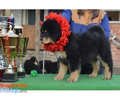 TIBETSKI MASTIFF - vrhunskog porekla