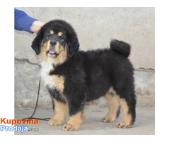 TIBETSKI MASTIFF - vrhunskog porekla - Fotografija 4/10