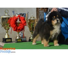 TIBETSKI MASTIFF - vrhunskog porekla - Fotografija 6/10