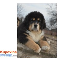 TIBETSKI MASTIFF - vrhunskog porekla - Fotografija 7/10