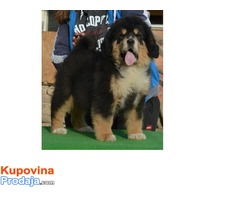 TIBETSKI MASTIFF - vrhunskog porekla - Fotografija 8/10