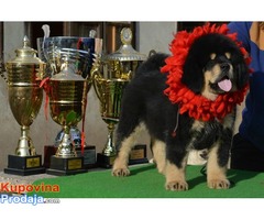 TIBETSKI MASTIFF - vrhunskog porekla - Fotografija 9/10