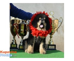 TIBETSKI MASTIFF - vrhunskog porekla - Fotografija 10/10